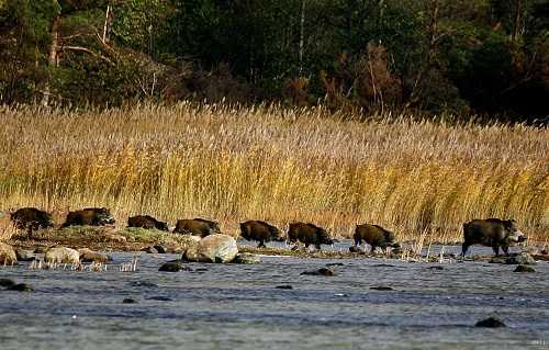 caccia al cinghiale in Estonia